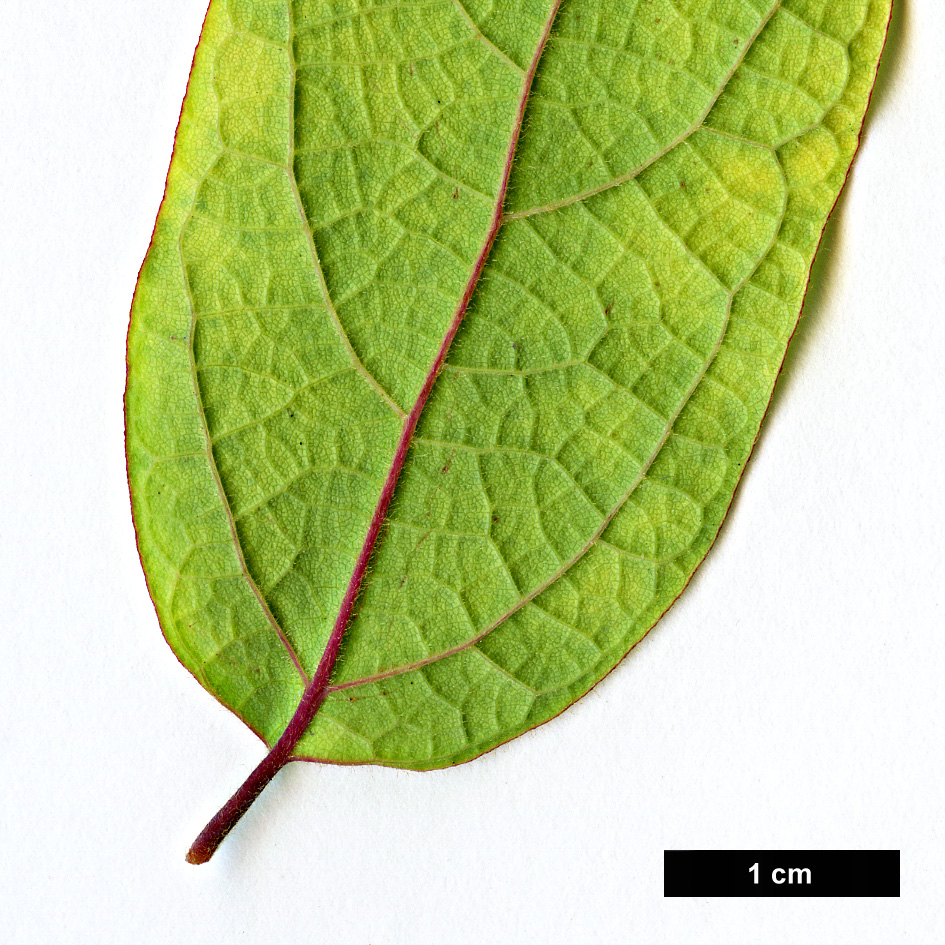 High resolution image: Family: Lauraceae - Genus: Lindera - Taxon: melissifolia